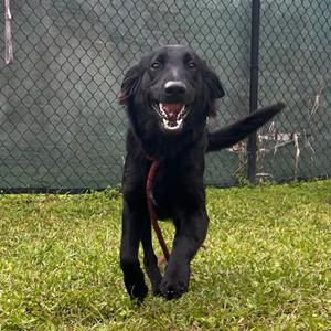 Boba, Mixed Breed (Medium), adult, available for adoption