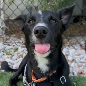 Astra, Mixed Breed (Medium), adult, available for adoption