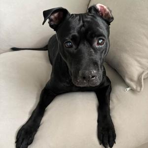 Lazana, Mixed Breed (Large), senior, available for adoption