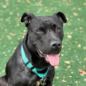 Lazana, Mixed Breed (Large), senior, available for adoption