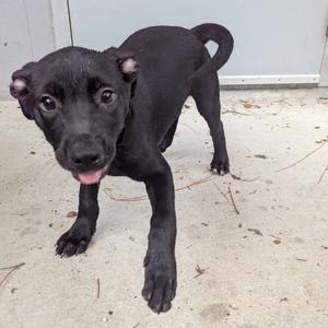 Alex, Mixed Breed (Medium), available for adoption