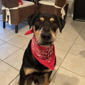King, Mixed Breed (Large), adult, available for adoption