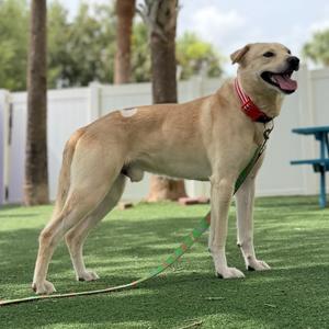A light-colored dog wearing a red collar and green leash, standing on artificial grass with a white fence and trees in the background.