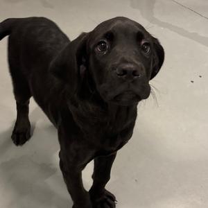 Baxley, Mixed Breed (Medium), available for adoption