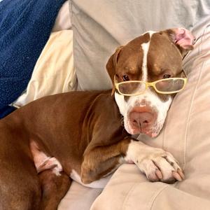 Gimli, Mixed Breed (Large), adult, available for adoption