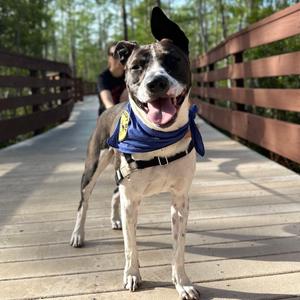 Charlie, Mixed Breed (Large), adult, available for adoption