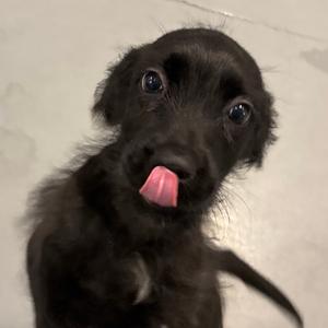 Bitsy, Mixed Breed (Medium), available for adoption