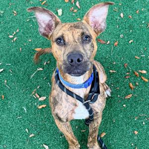 Scooby Doo, Mixed Breed (Medium), available for adoption