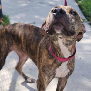 A brindle-colored dog with a white chest and a pink collar, standing on a paved surface and looking upwards.