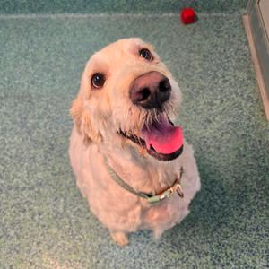 A golden retriever dog looking up with its mouth open and tongue out, wearing a green collar.