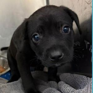 Beans, Mixed Breed (Medium), available for adoption