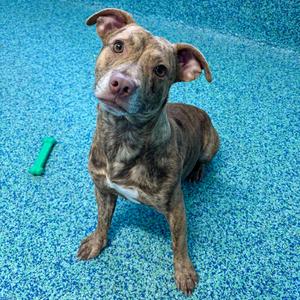 Buzz, Mixed Breed (Medium), available for adoption