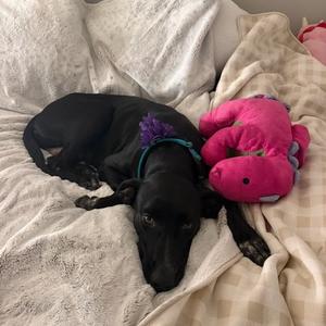Indie, Mixed Breed (Large), adult, available for adoption