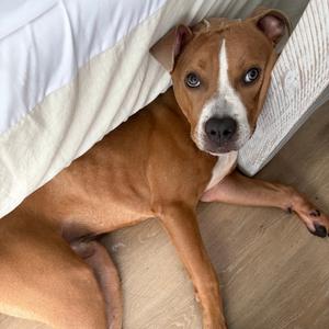 Phoenix, Mixed Breed (Medium), adult, available for adoption