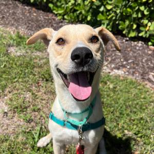 Motley, Retriever, Labrador, adult, available for adoption