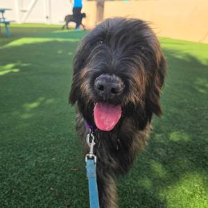 Loki, Mixed Breed (Large), adult, available for adoption