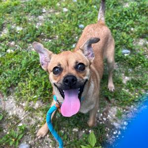 Eola, Mixed Breed (Small), adult, available for adoption