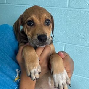 Juneau, Mixed Breed (Large), available for adoption