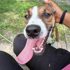 Clover, Mixed Breed (Medium), available for adoption