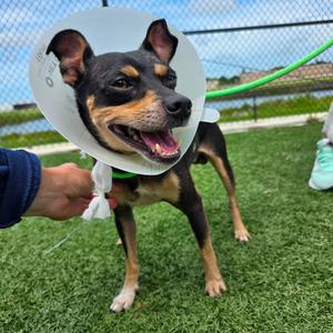Rolo, Mixed Breed (Small), adult, available for adoption