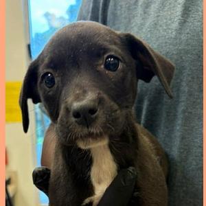 Dylan, Mixed Breed (Medium), available for adoption