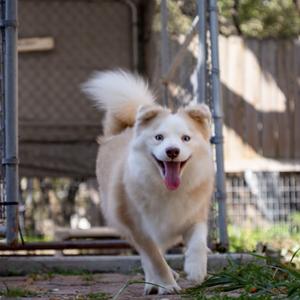 A fluffy white and tan dog with a wagging tail running towards the camera with its tongue out.