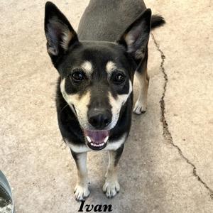 Ivan, Mixed Breed (Medium), adult, available for adoption