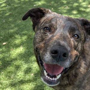 Holly, Mixed Breed (Medium), senior, available for adoption