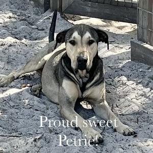 Petrie, Mixed Breed (Large), senior, available for adoption