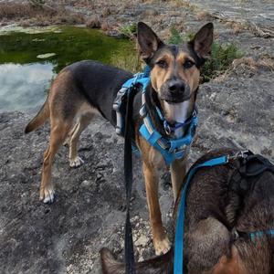Julia Child, Husky, adult, available for adoption