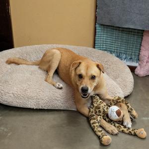 Max, Mixed Breed (Medium), adult, available for adoption