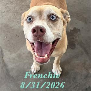 A happy dog with light brown fur and blue eyes, looking up at the camera with its mouth open and tongue out. The text "Frenchie 8/31/2026" is written in green at the bottom of the image.
