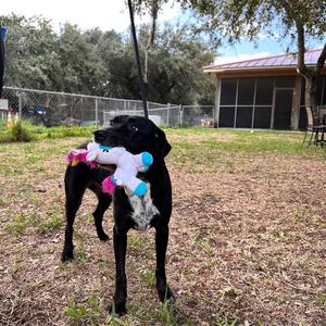 Dora, Retriever, Labrador, senior, available for adoption