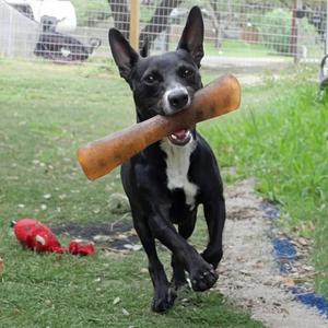 Edward Scissorhands, Mixed Breed (Small), adult, available for adoption