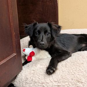 Kraken, Mixed Breed (Medium), adult, available for adoption