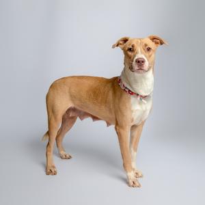 A brown and white dog standing on a gray background