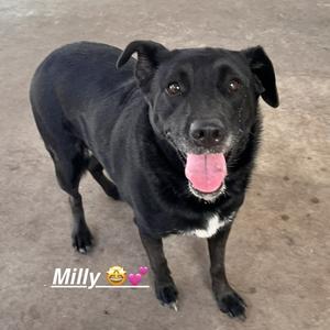 A black dog with a white patch on its chest standing on a concrete surface. The dog has its mouth open, showing its tongue, and appears to be smiling. The name "Milly" is written in white text at the bottom left of the image, accompanied by two heart emojis.