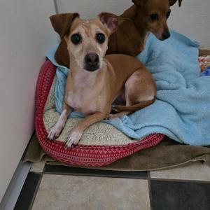 Nala Ann, Chihuahua, senior, available for adoption