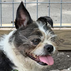Missy, Terrier, Boston, senior, available for adoption