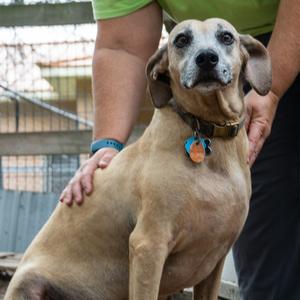Etta, Mixed Breed (Large), senior, available for adoption