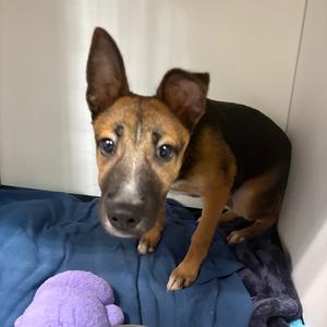Freya, Mixed Breed (Small), adult, available for adoption