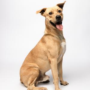A light brown dog sitting on a white background with its tongue out
