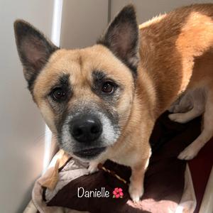 Danielle, Mixed Breed (Medium), adult, available for adoption