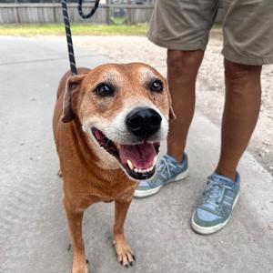 Red, Retriever, Labrador, senior, available for adoption
