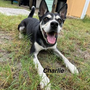 Charley, Mixed Breed (Medium), senior, available for adoption