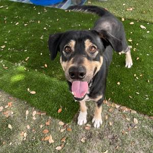 Lil Wayne, Mixed Breed (Large), adult, available for adoption