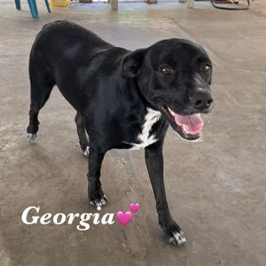 A black dog with a white patch on its chest, standing on a concrete surface. The dog is smiling with its mouth open, showing its teeth. The name "Georgia" is written in white text at the bottom left of the image, accompanied by two pink heart emojis.