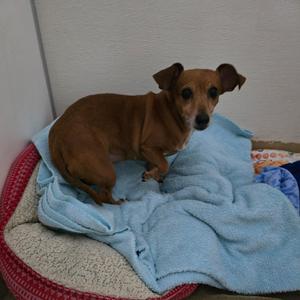 Mila Marie, Chihuahua, senior, available for adoption