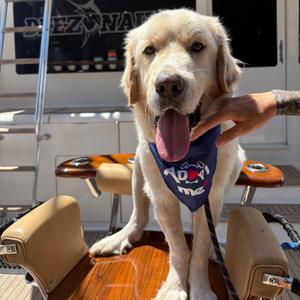 Bubba, Pyrenees, Great, adult, available for adoption
