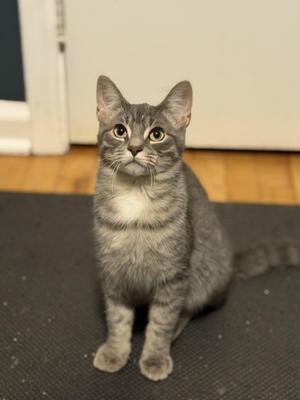 River, kitten, available for adoption